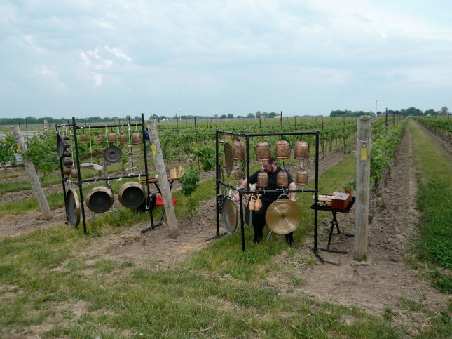 Stratus Vineyard with percussion