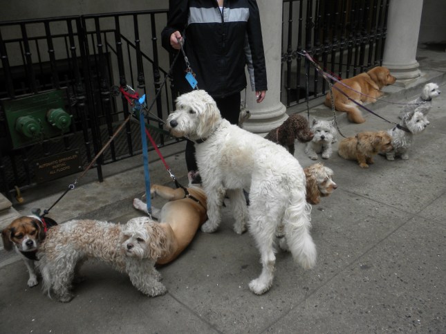 Dog gathering for a walk near Fifth Ave. 